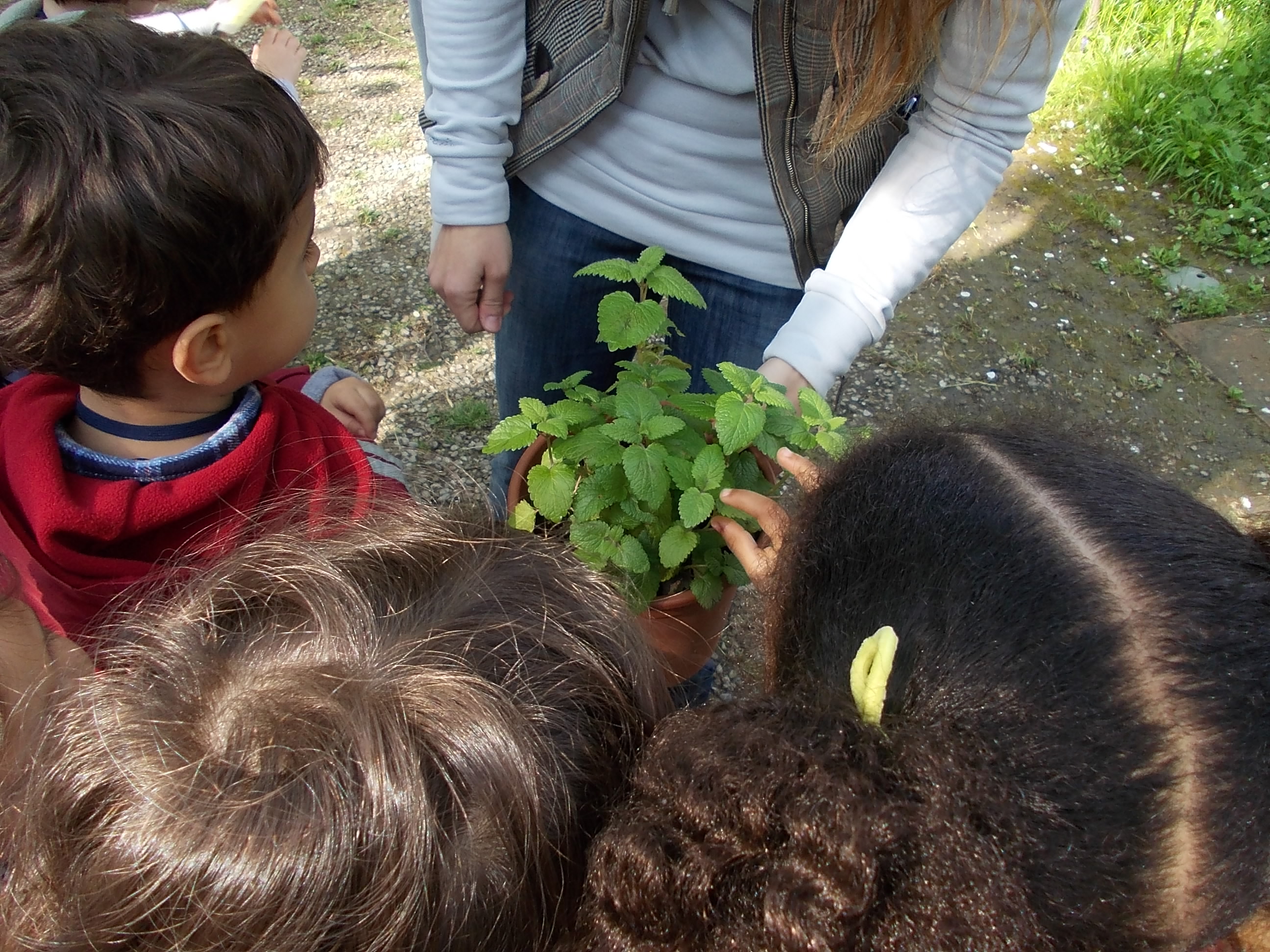 Un gruppo di 3 bambini osserva una piantina di Melissa in un vaso, tenuto dalle mani di una insegnante.