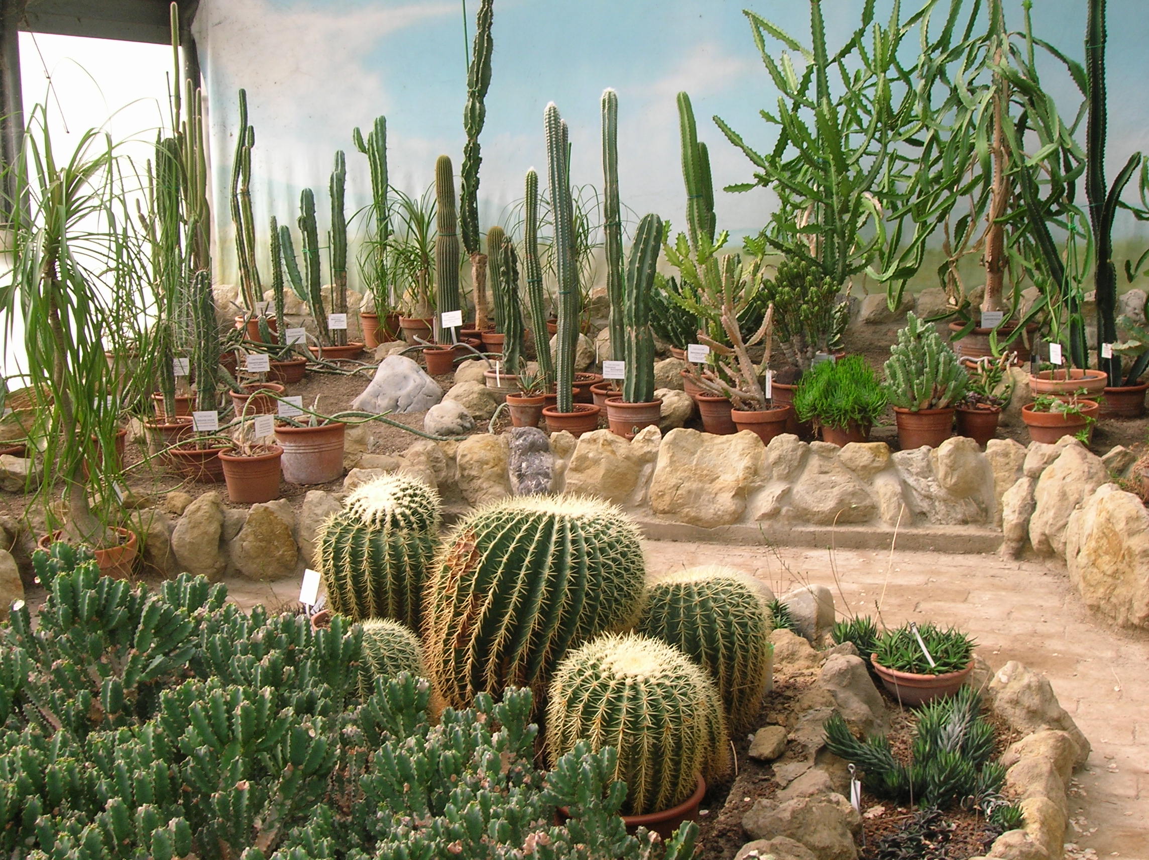 Immagine della Serra delle piante succulente dell'Orto botanico di Modena.