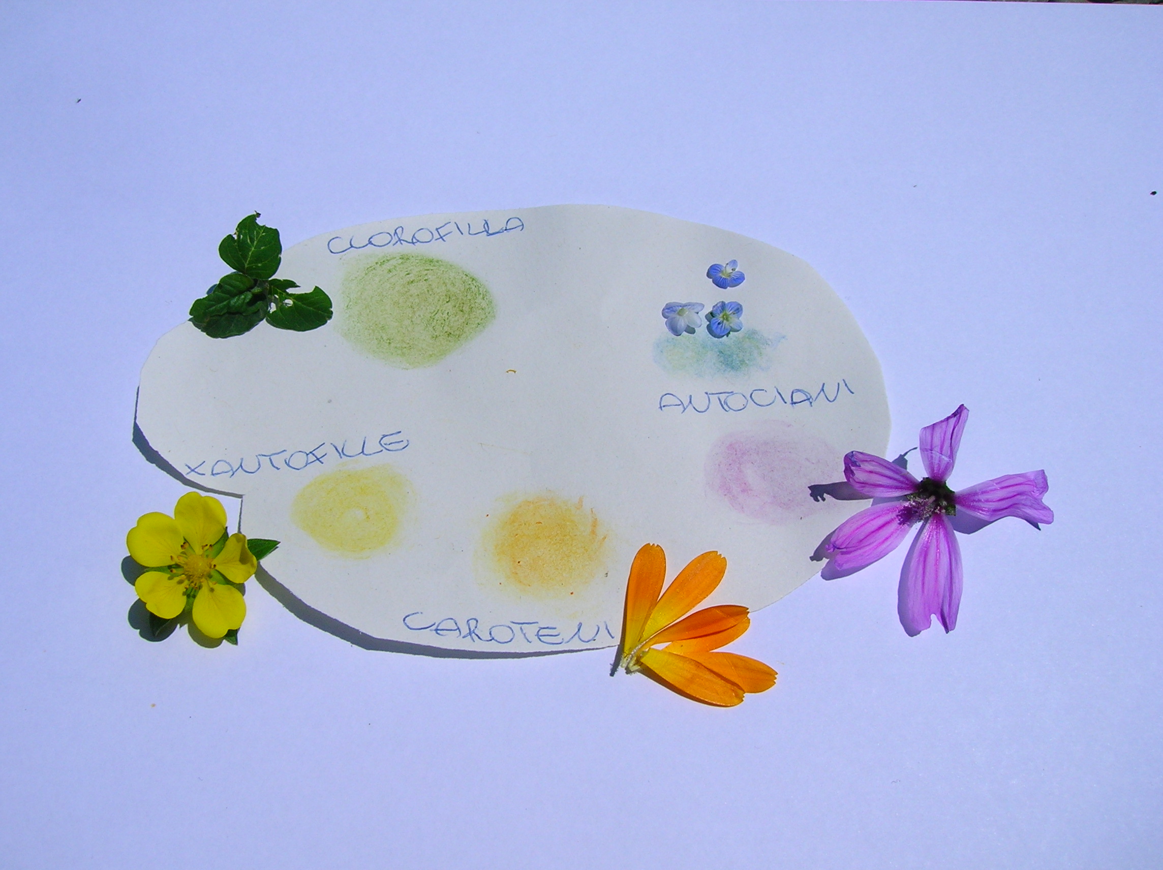 Un foglio sagomato a tavolozza, su cui sono dipinti 5 cerchietti con pigmenti vegetali, affiancati dai relativi fiori: clorofilla, verde- antociani viola e blu - xantofille giallo e arancio.