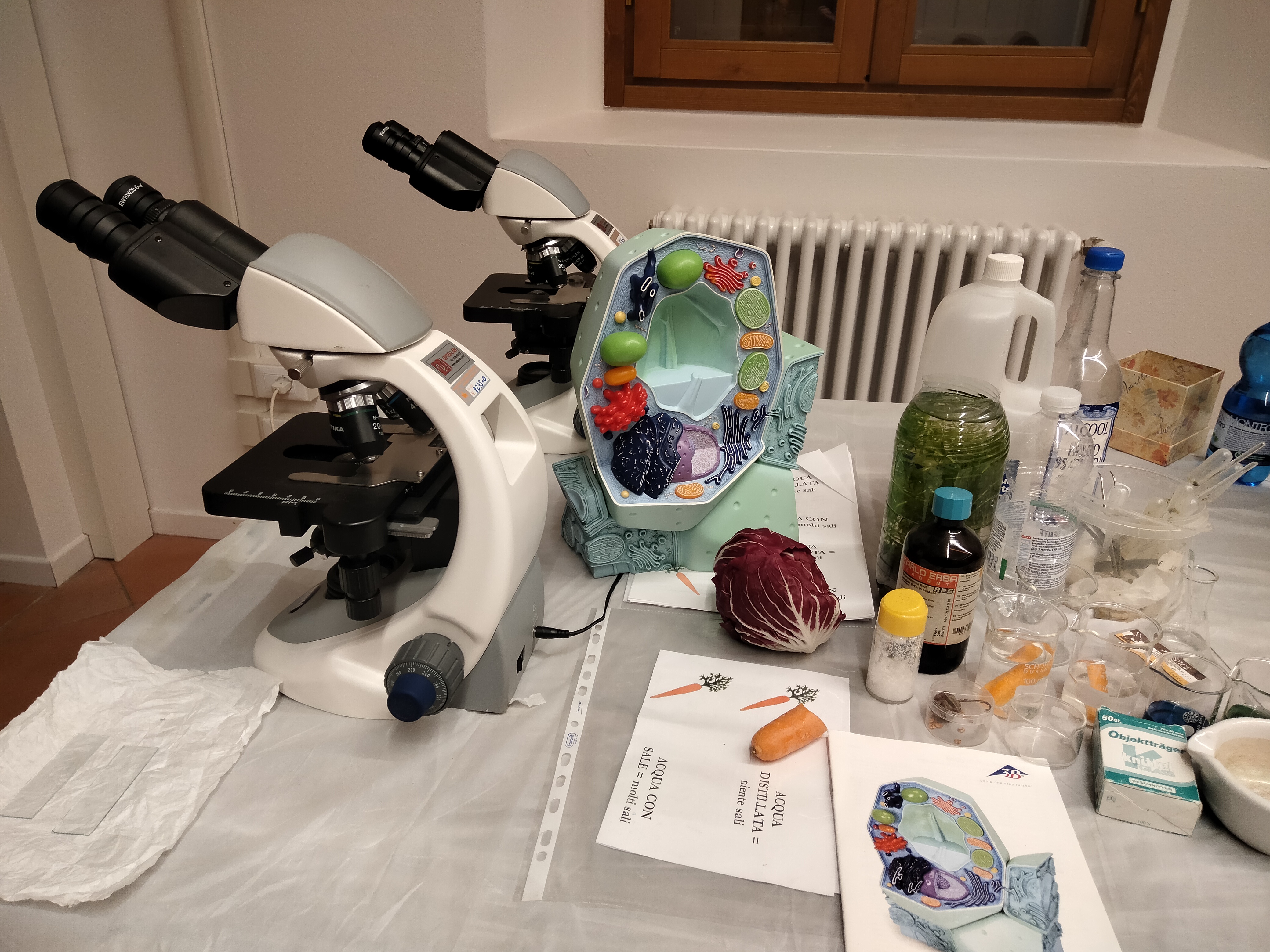 Un tavolo con sopra due microscopi ottici, il modello di una cellula, un pezzo di carota e un cespo di radicchio rosso, oltre a vari oggetti per fare esperimenti scientifici.