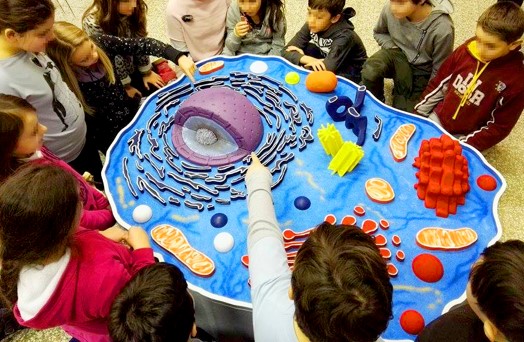 Un gruppo di bambini osserva da vicino il grande plastico di una cellula, con tutti i sui elementi.