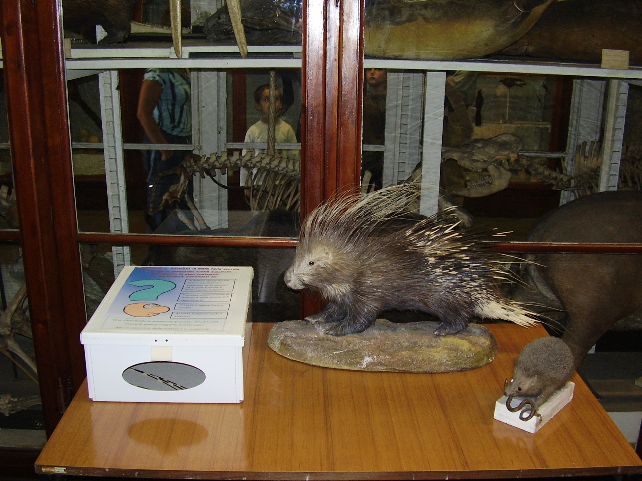 Un istrice e un riccio imbalsamati, presenti in una delle sale del museo di zoologia.